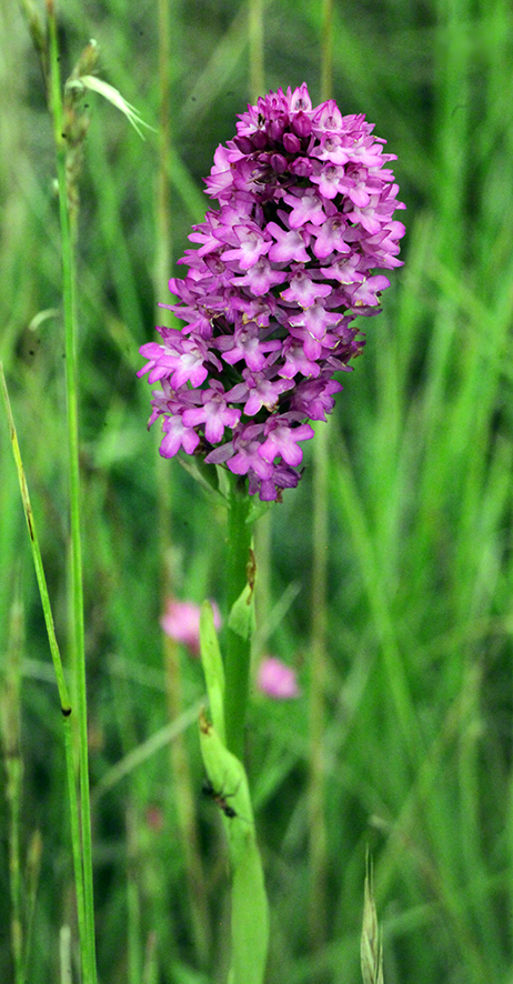 Anacamptis pyramidalis - Pyramiden-Hundswurz